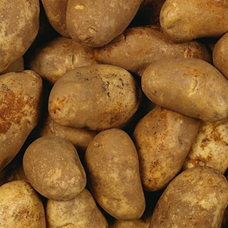 купить картофель бриз в минске