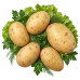 Картофель Архидея Картофель Архидея