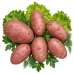 Картофель Журавинка Картофель Журавинка
